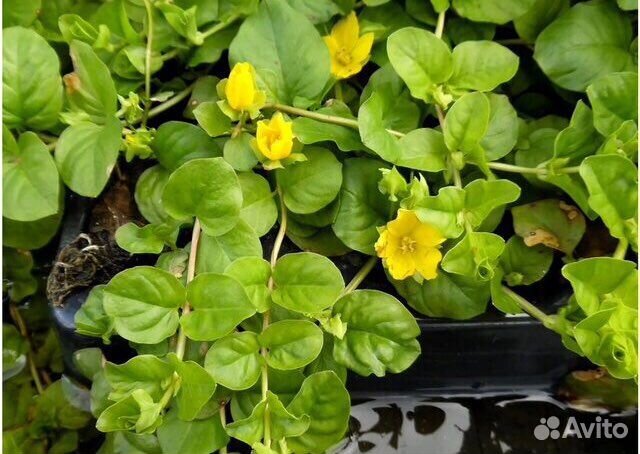 Вербейник монетчатый