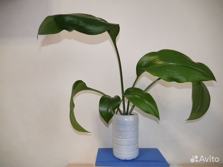 Эухарис амазонская лилия