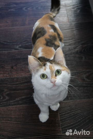 Ищем семью самой ласковой кошке