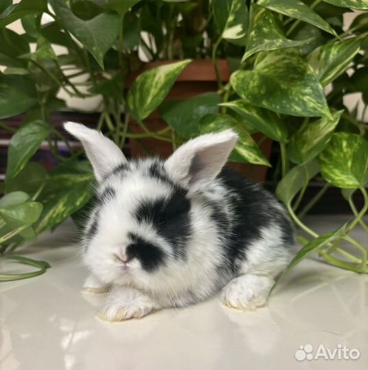 Декоративные кролики - очаровашки