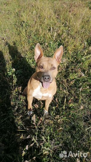 Ищем невесту, американский стаффорд