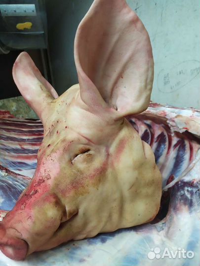 Голова свиная. Свежая. Разруб бесплатно