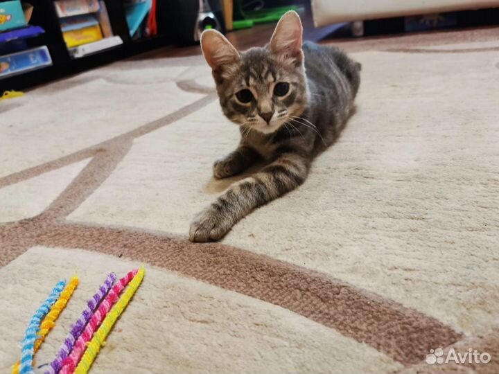 Котенок мальчик ищет дом
