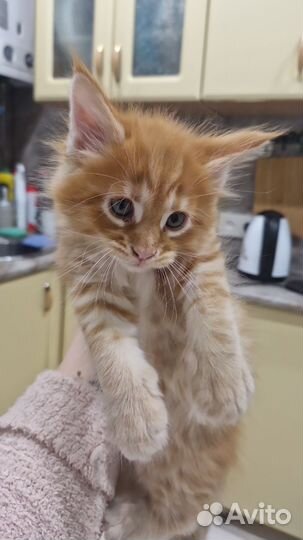 Кошки породистые