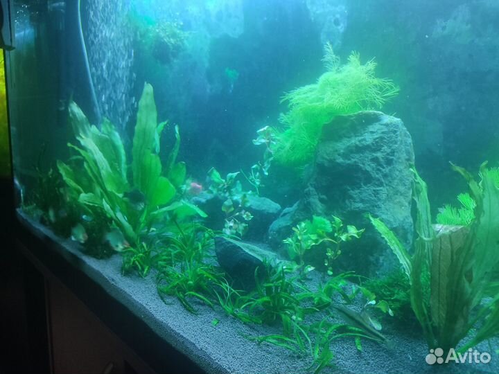 Аквариум 240 литров