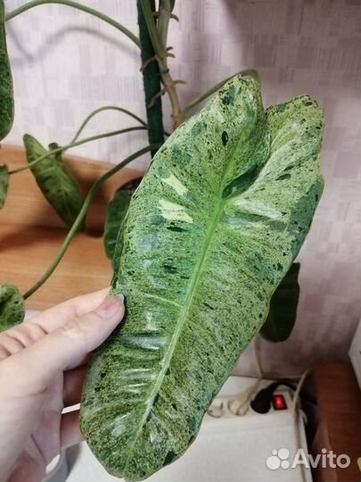 Филодендрон Paradiso Verde