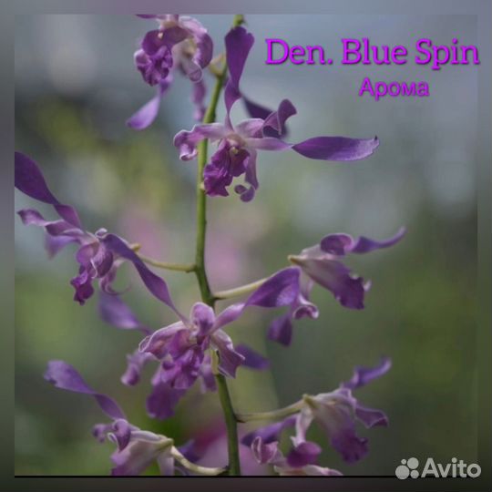 Дендрофаленопсис Rose Blue, Blue Spin