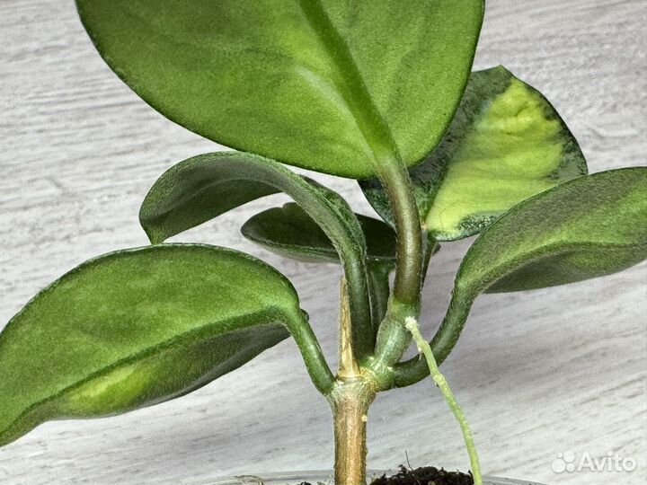 Hoya carnosa 'Argentea Princess'