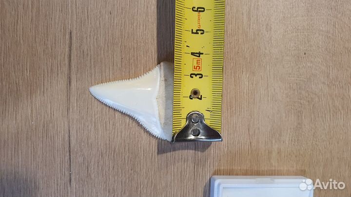 Большой зуб акулы