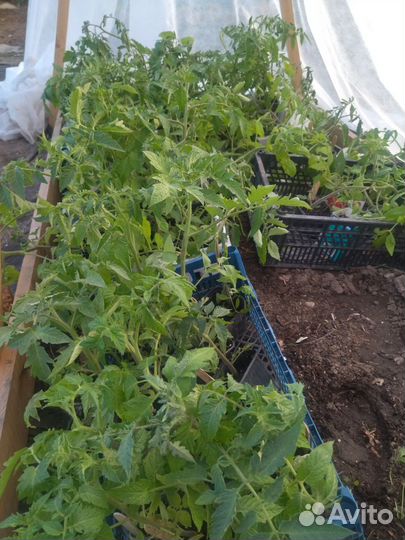 Рассада помидор