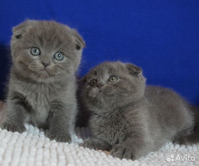 Вислоухие котята, голубые
