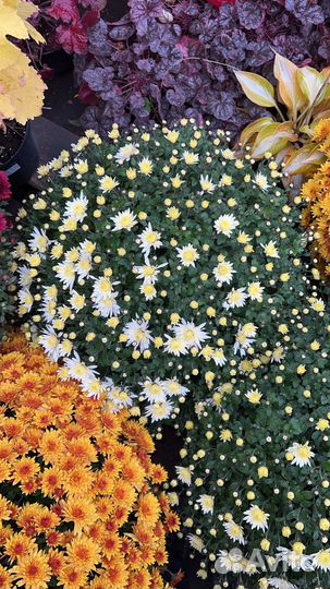 Хризантема