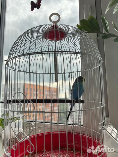 Гворяший попугай