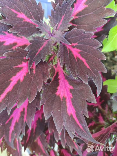 Гацания, колеус, фикус пумила, плющ