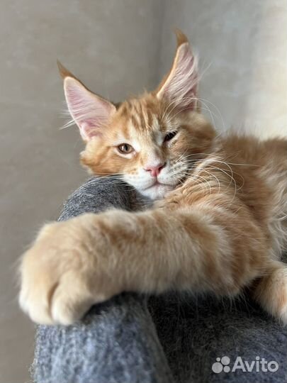 Котята мейн-кун