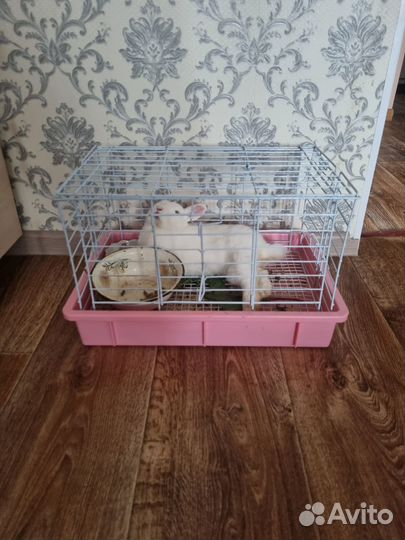 Карликовый кролик