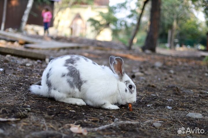 Объектив Canon EF 35mm f/2