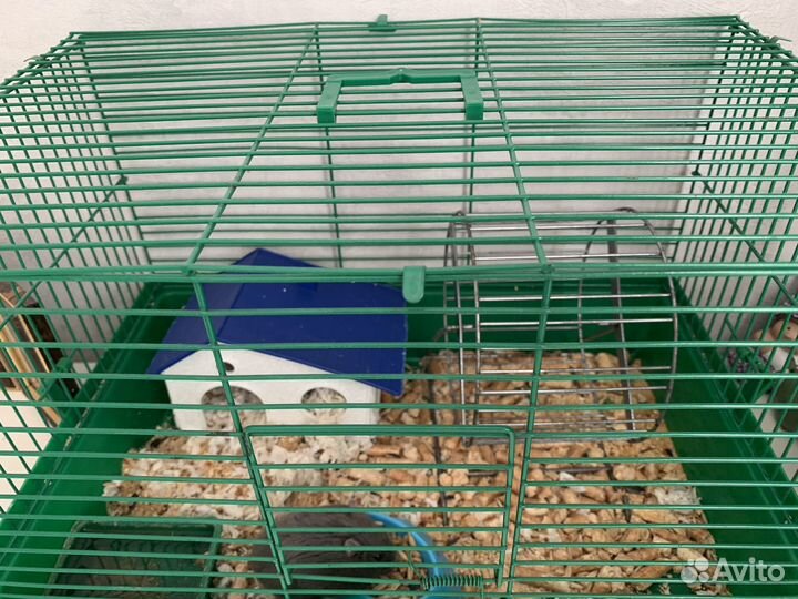 Хомяк с клеткой