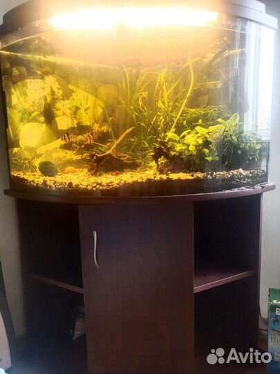 Аквариум 200 литров с тумбой