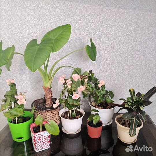 Живые цветы в горшках большие+доставка