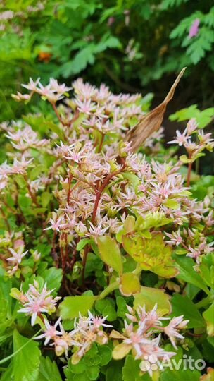 Очиток (два сорта)