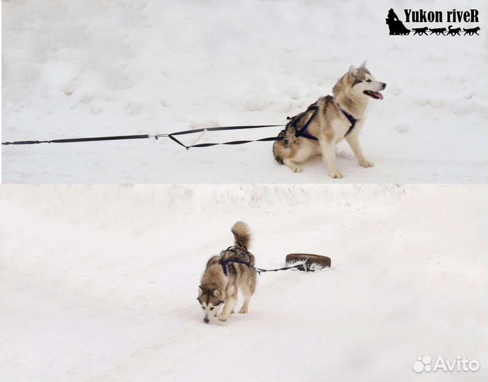 Прогулочная шлейка