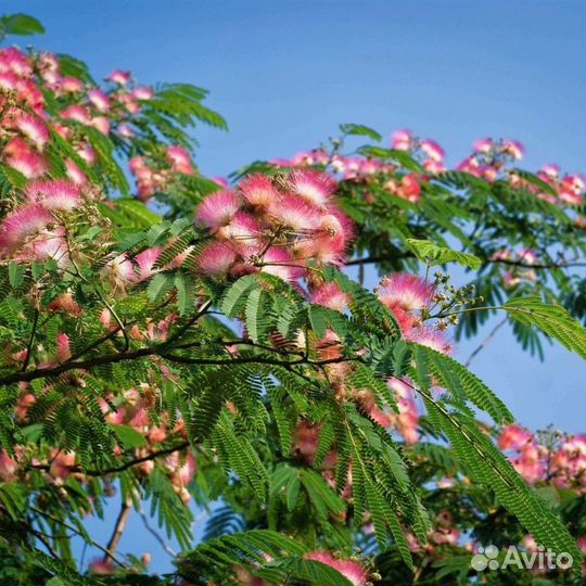 Саженцы Ленкаранской акации горшок и окс доставка
