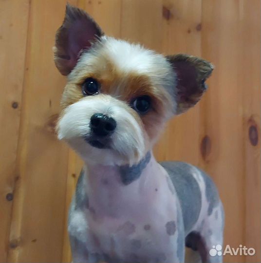 Стрижка собак, расчесывание, уход