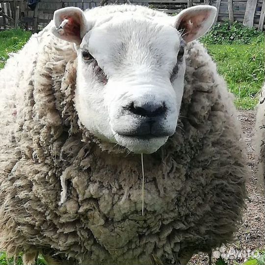 Тексель баранчики