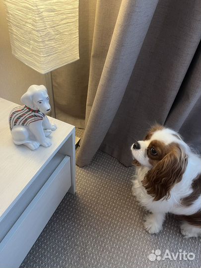 Императорский фарфор собака