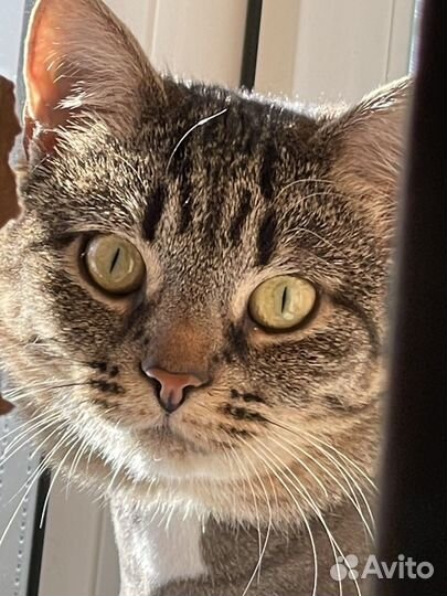 Кошка
