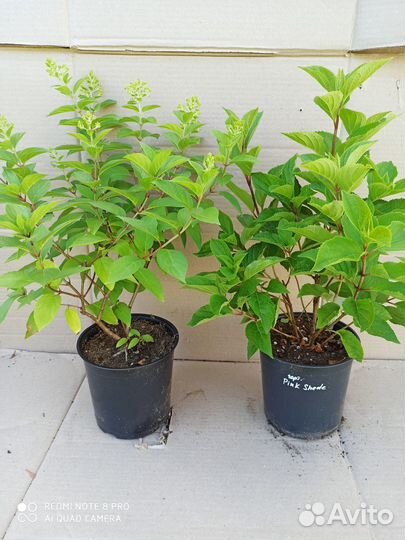 Гортензия саженцы