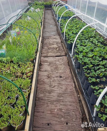 Овощная и цветочная рассада, кустарники