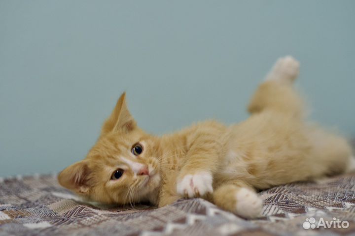 Солнечные малыши и их мама (кошка и котята)