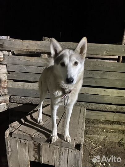 Щенки лайки породистые