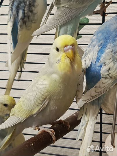 Волнистый попугай, Чехи (ввп ), получехи