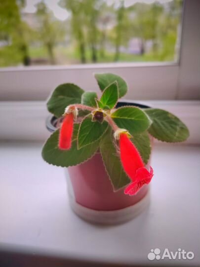 Колерия