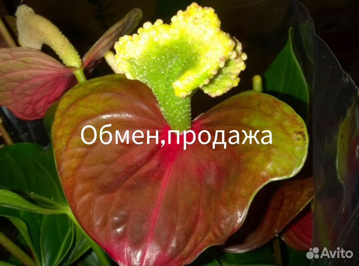 Антуриум Шелл Коралл