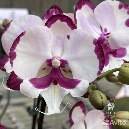 Орхидея фаленопсис биг лип