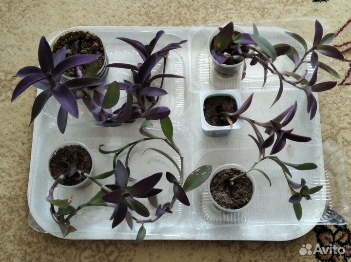 Цветы для дома