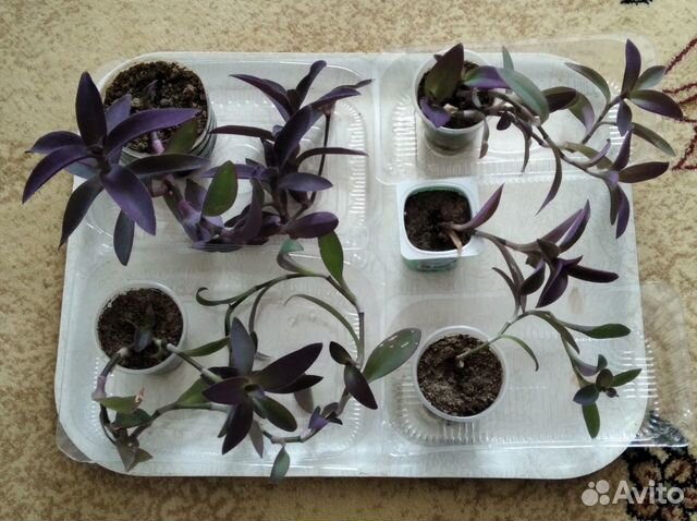 Цветы для дома