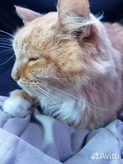 Передержка котиков и кошечек