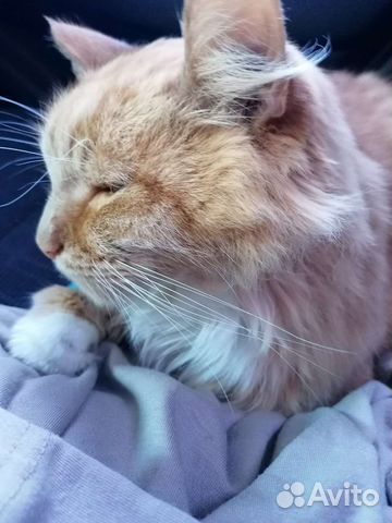 Передержка котиков и кошечек