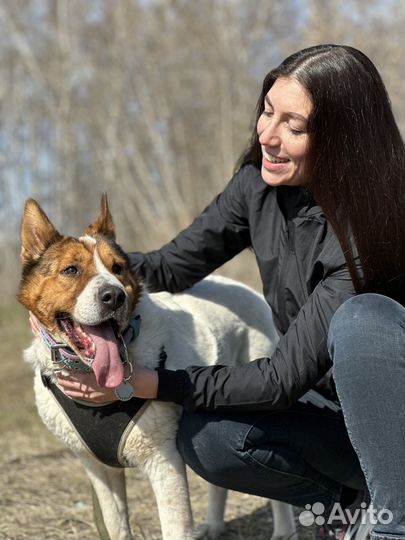 Особенная собака пропадает в приюте