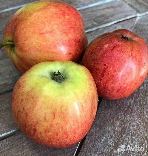 Саженцы яблони Штрейфлинг