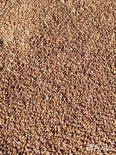 Зерно пшеница