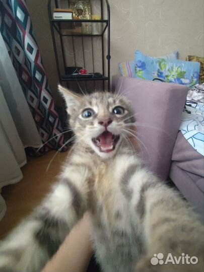 Отдадим котенка