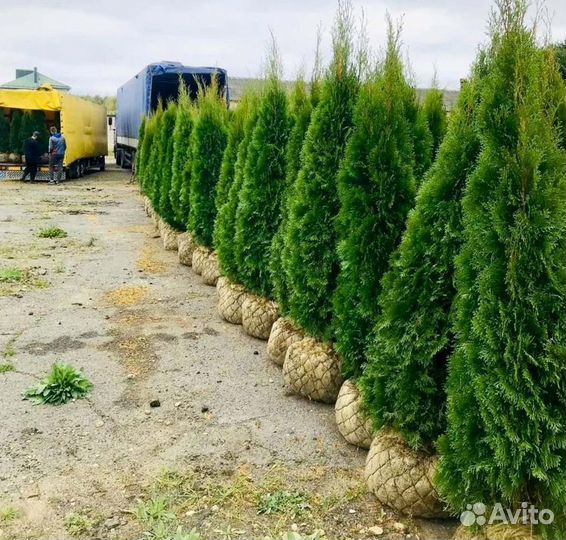 Туя западная Смарагд