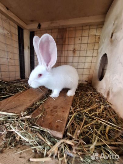Крольчата