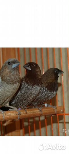 Японские амадины